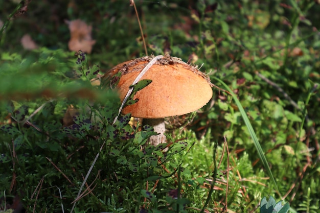 Mushroom growing among moss and autumn vegetation view from above