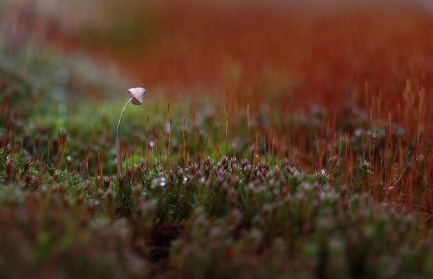 写真 畑で育つキノコ