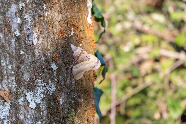 Funghi che crescono sul lato di un albero