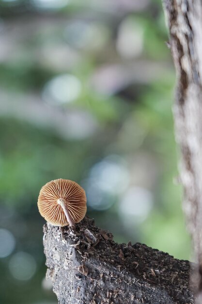 Photo mushroom growing on stems
