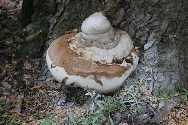 A mushroom growing on a tree