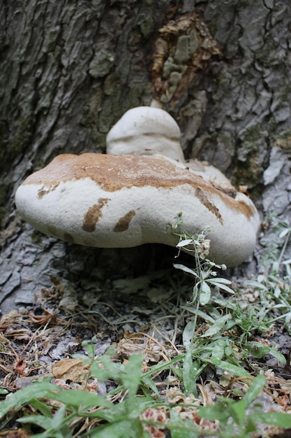 A mushroom growing on a tree