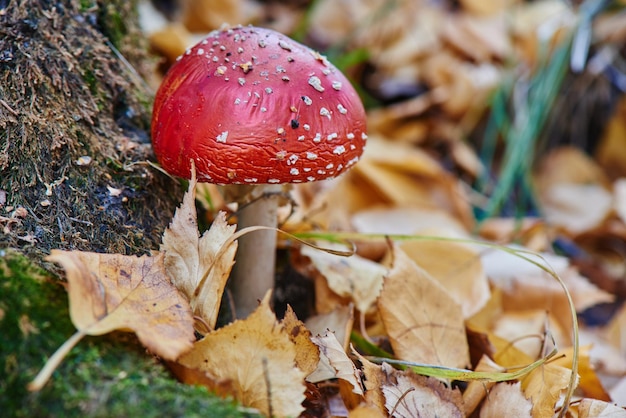 The mushroom grows from the ground covered with leaves