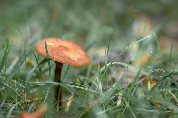 mushroom grows in the grass.