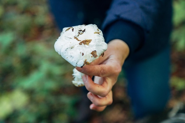 Mushroom harvest in the large forest finded mushroom