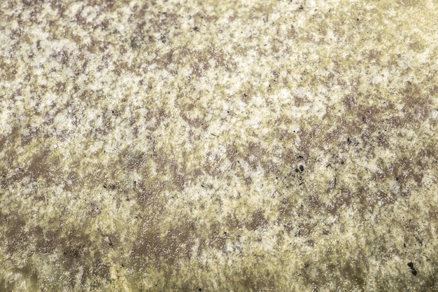 Mushroom head texture close up with dark and light rings