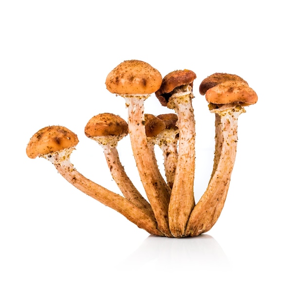 Mushroom a honey agaric on a white background