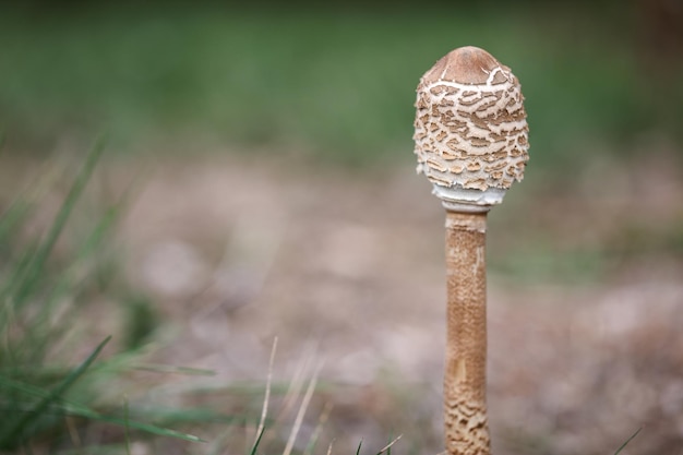 사진 숲에서 버섯입니다. 미개봉 성장 중인 macrolepiota procera