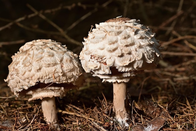 A mushroom is in the forest near the lake.