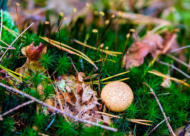 Photo a mushroom is in the grass and the leaves are yellow.