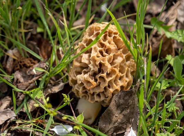 Photo a mushroom is in the grass