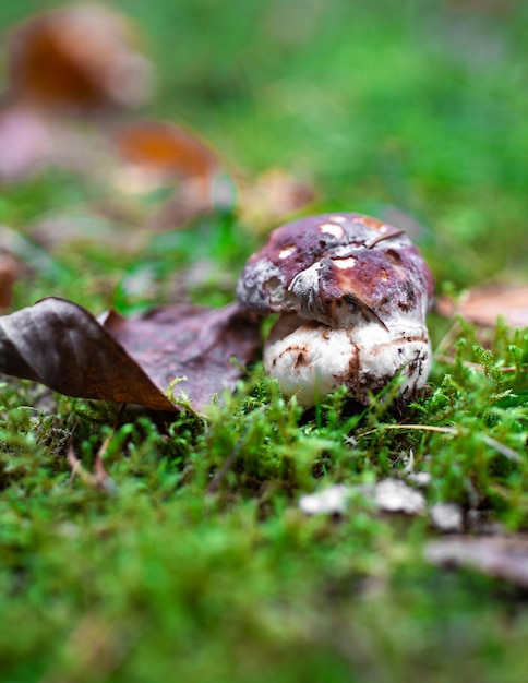 Mushroom isolated in the forest in green moss