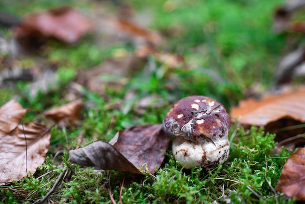 緑の苔の森で分離されたキノコ