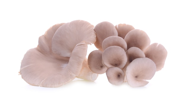 mushroom isolated on white background.