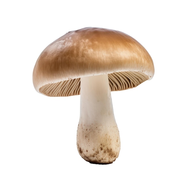 흰색 투명 배경에 고립 된 버섯
