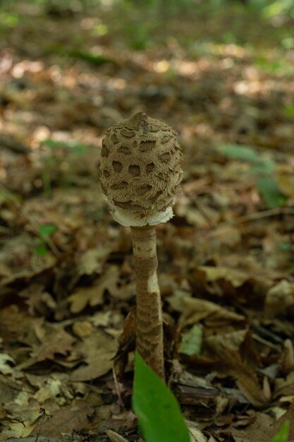 Mushroom Macrolepiota procera in spruce forest Known as parasol mushroom