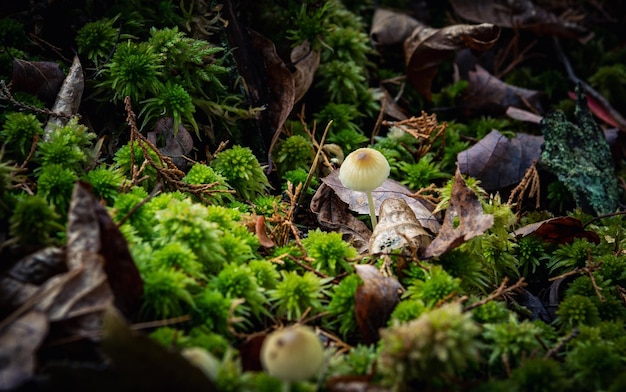 Photo mushroom and moss in the forest