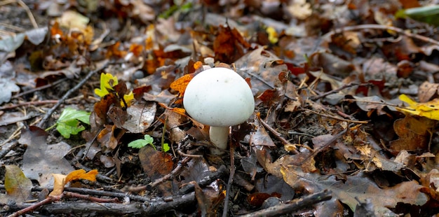 Mushroom in a natural background . High quality photo