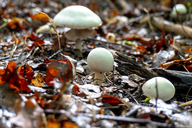 Mushroom in a natural background . High quality photo