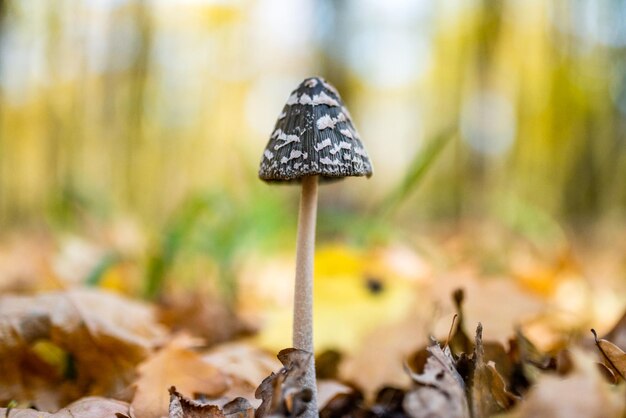 Mushroom nature