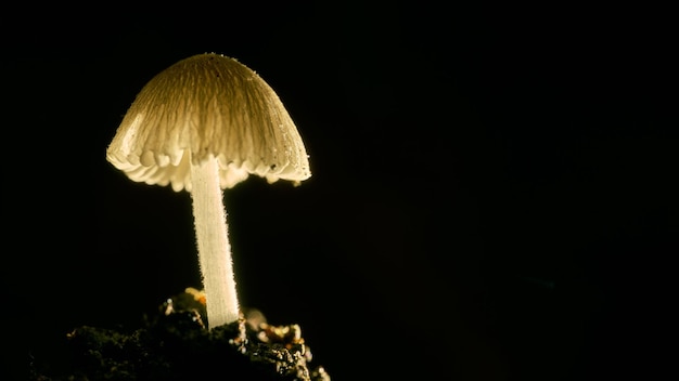 Mushroom at night with green branches background