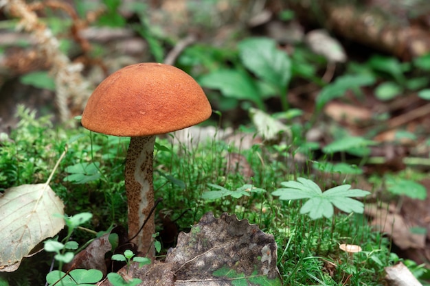 Mushroom Orangecap boletus growing in the forest in summer