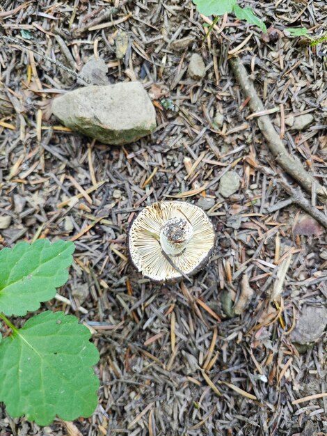 Photo mushroom picked in the forest