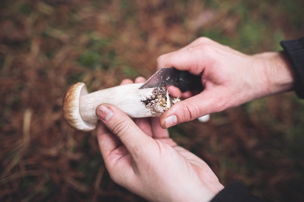 A mushroom picker cleans a beautiful edible mushroom found in the forest with a knife in his hands