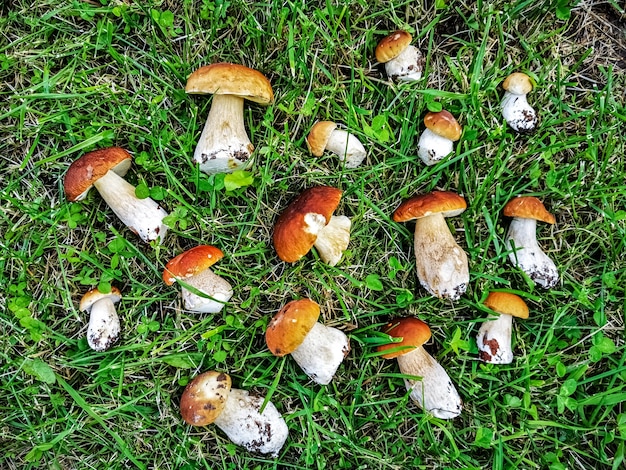 Сезон сбора грибов Leccinum Leccinum manzanitae, красиво выложенные на зеленой траве