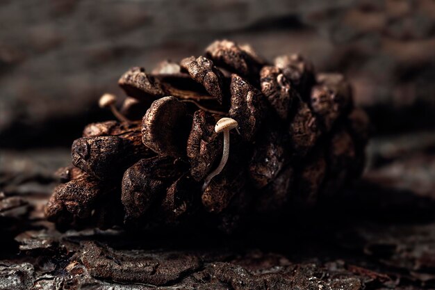 mushroom on pine cone