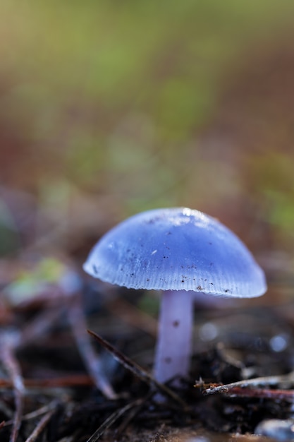 Mushroom in the pine forest.
