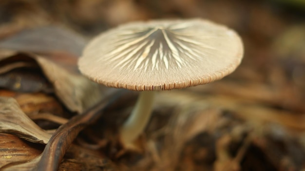 mushroom plant growing on a rotting banana stem on a blurry nature background