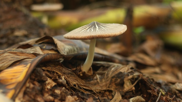 mushroom plant growing on a rotting banana stem on a blurry nature background