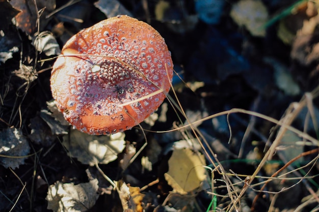 Mushroom poisonous amanita muscaria grows in the autumn forest