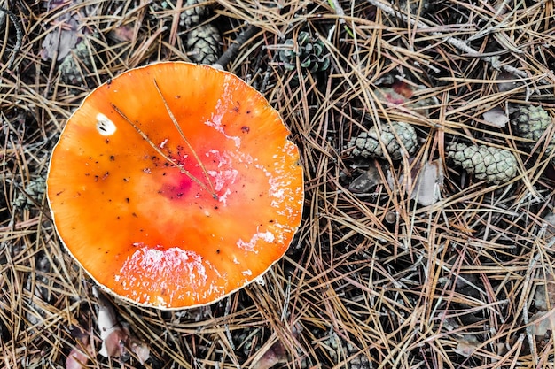 Mushroom poisonous amanita muscaria grows in the autumn forest