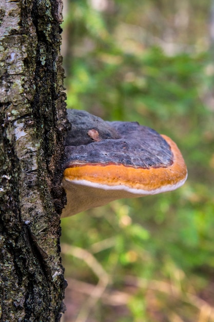 Photo mushroom polyporus squamosus, growing on a tree. parasitic fungus on dead wood.