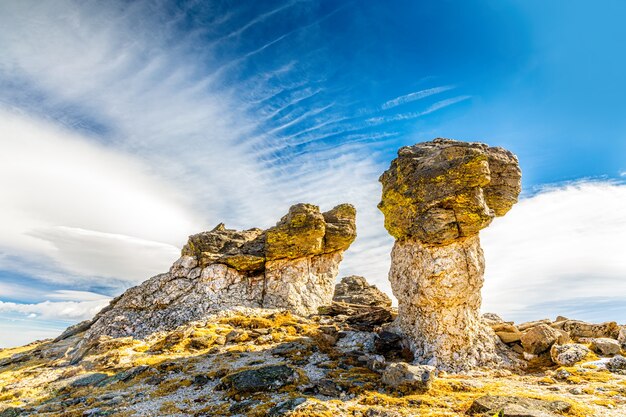 Il fungo oscilla nel parco nazionale delle montagne rocciose, colorado