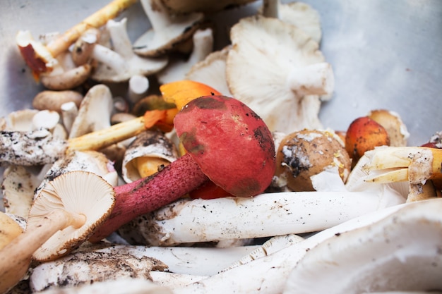 Mushroom on rural market.