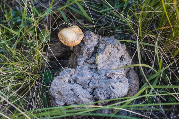 A mushroom sits in the grass next to a rock.