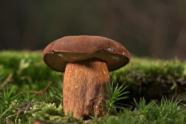 A mushroom sits on a mossy log.