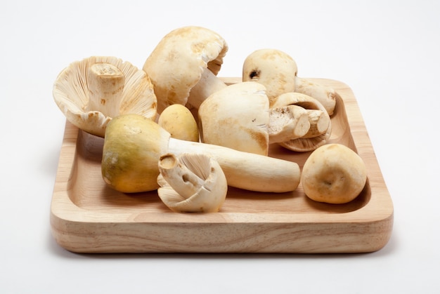 Mushroom in square wooden tray with white background