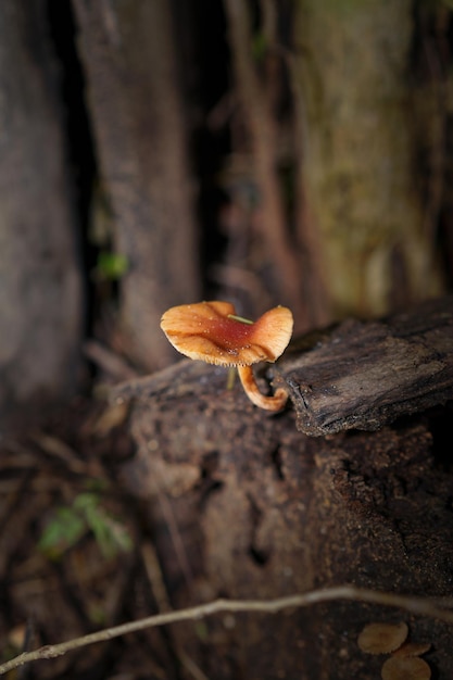 A mushroom on a tree stump in the forest