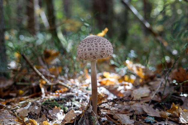 Mushroom umbrella in the autumn forest Blurred background for the inscription