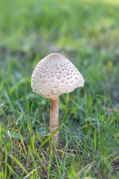 Mushroom umbrella closeup standing in the grass