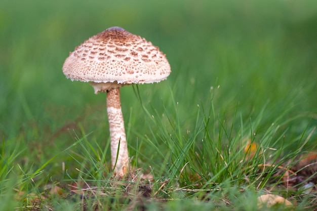 Mushroom umbrella closeup standing in the grass