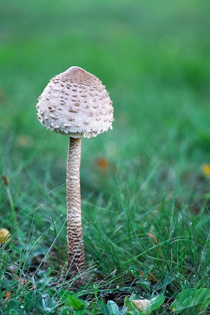 Mushroom umbrella closeup standing in the grass