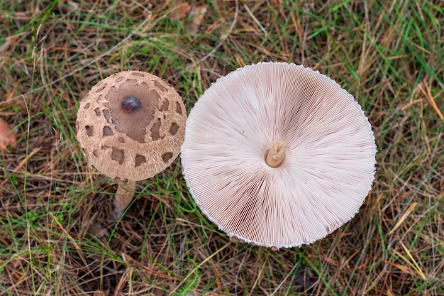 Mushroom umbrellas lie in the grass fresh closeupMacrolepiota procera