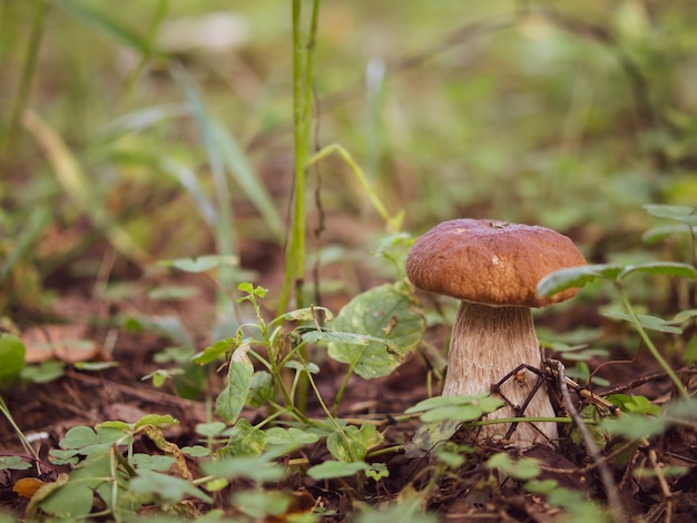 Mushroom white mushroom. Popular white boletus mushrooms in the forest.