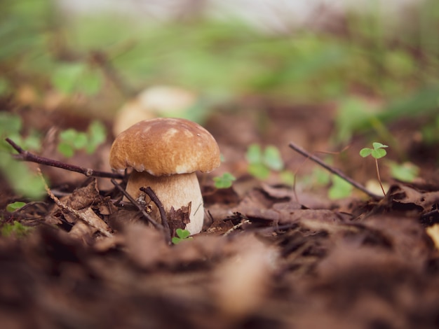 Fungo bianco fungo. funghi porcini bianchi popolari nella foresta.