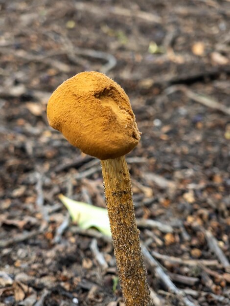 Foto funghi con il cappuccio e il piede nel terreno tra il suolo